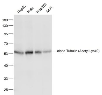 Alpha Tubulin (Acetyl Lys40) Mouse Monoclonal Antibody