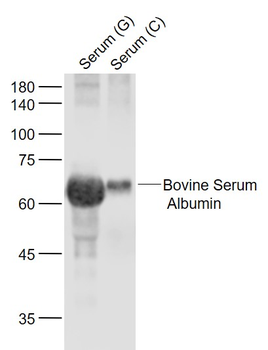 Albumin Mouse Monoclonal Antibody