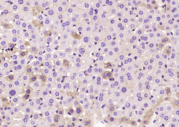 HAO1 Mouse Monoclonal Antibody