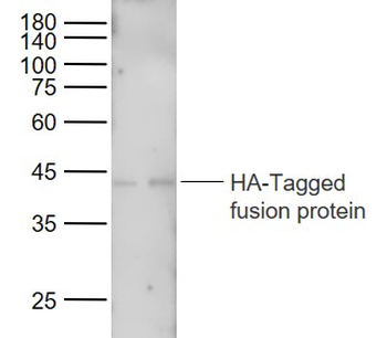 HA Tag Mouse Monoclonal Antibody