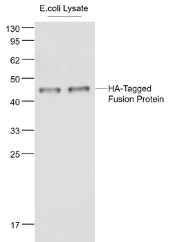 HA Tag Mouse Monoclonal Antibody