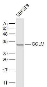 GCLM Rabbit Polyclonal Antibody