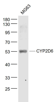 CYP2D6 Rabbit Polyclonal Antibody
