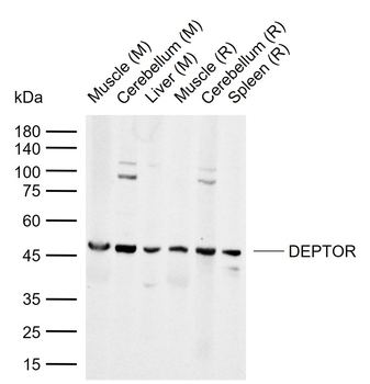 DEPTOR Rabbit Polyclonal Antibody