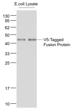 V5 tag Mouse Monoclonal Antibody