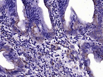 Claudin 2 Mouse Monoclonal Antibody