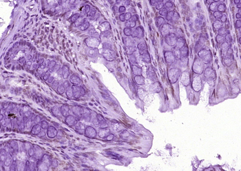 Histone H3 (mono methyl K9) Mouse Monoclonal Antibody