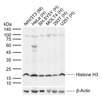 Histone H3 (mono methyl K9) Mouse Monoclonal Antibody