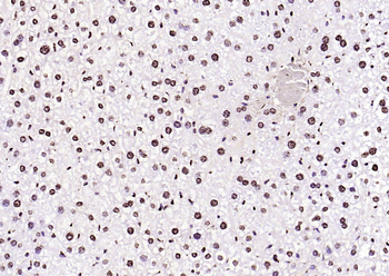 Histone H3 (di methyl K36) Mouse Monoclonal Antibody