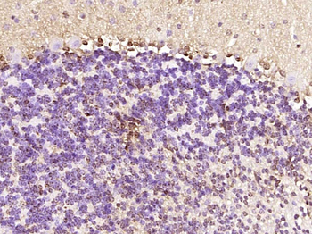 RNF111 Rabbit Polyclonal Antibody