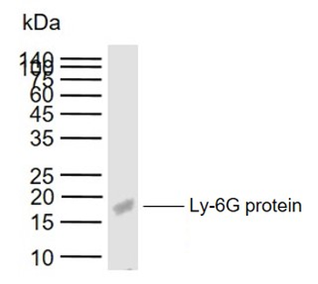 Ly-6G Rabbit Polyclonal Antibody