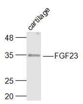 FGF23 Rabbit Polyclonal Antibody