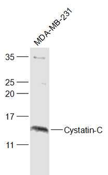 Cystatin-C Rabbit Polyclonal Antibody