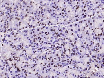 Histone H3 (tri methyl K79) Mouse Monoclonal Antibody