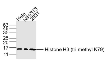 Histone H3 (tri methyl K79) Mouse Monoclonal Antibody