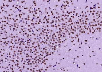 Histone H3 (tri methyl K79) Mouse Monoclonal Antibody