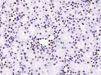 Histone H3 (tri methyl K79) Mouse Monoclonal Antibody