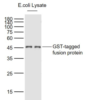 GST tag Mouse Monoclonal Antibody
