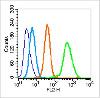 PDX1 Rabbit Polyclonal Antibody