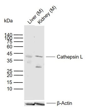 Cathepsin L (heavy chain) Rabbit Polyclonal Antibody