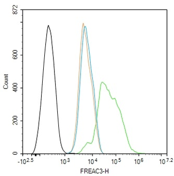FREAC3 Rabbit Polyclonal Antibody