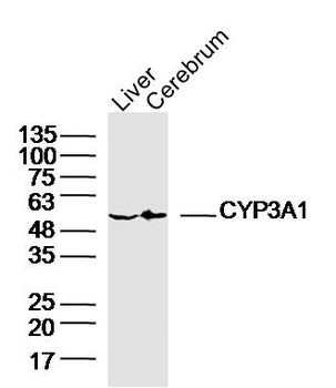 CYP3A1 Rabbit Polyclonal Antibody