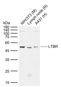 LTBR Rabbit Polyclonal Antibody