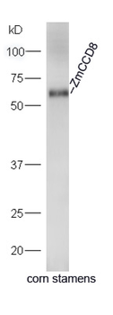 ZmCCD8 Rabbit Polyclonal Antibody