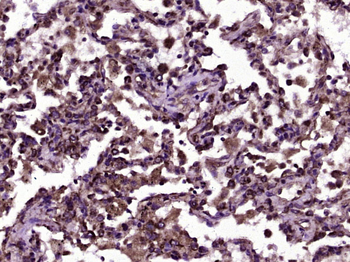 CD200 Rabbit Polyclonal Antibody