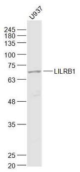 LILRB1 Rabbit Polyclonal Antibody