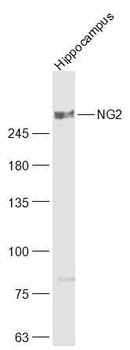 NG2 Rabbit Polyclonal Antibody