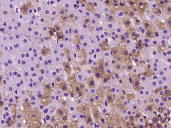 B4GALT6 Rabbit Polyclonal Antibody