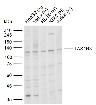 TAS1R3 Rabbit Polyclonal Antibody