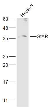 StAR Rabbit Polyclonal Antibody