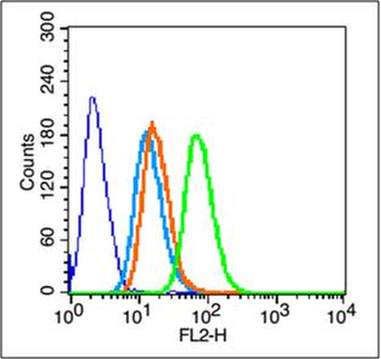 Integrin beta 1/CD29 Rabbit Polyclonal Antibody