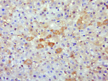 PKC delta Rabbit Polyclonal Antibody