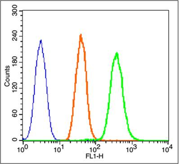 Phospho-beta Catenin (Ser33) Rabbit Polyclonal Antibody