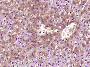 VEGFA Rabbit Polyclonal Antibody