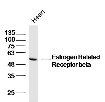 Estrogen Related Receptor beta Rabbit Polyclonal Antibody