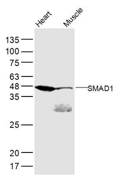SMAD1 Rabbit Polyclonal Antibody
