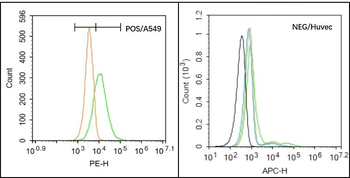 AQP7 Rabbit Polyclonal Antibody