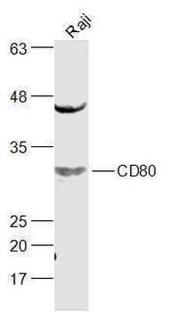 CD80 Rabbit Polyclonal Antibody