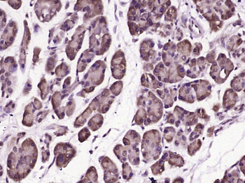 IRS-4 Rabbit Polyclonal Antibody