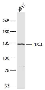 IRS-4 Rabbit Polyclonal Antibody