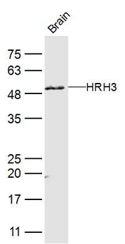 HRH3 Rabbit Polyclonal Antibody