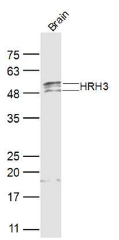 HRH3 Rabbit Polyclonal Antibody