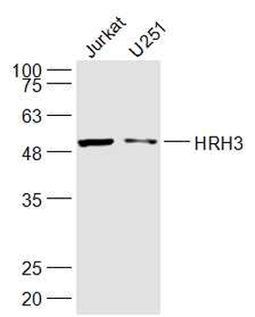 HRH3 Rabbit Polyclonal Antibody