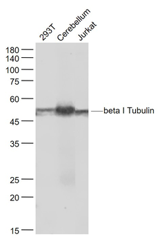 Beta I Tubulin Mouse Monoclonal Antibody (Loading Control)