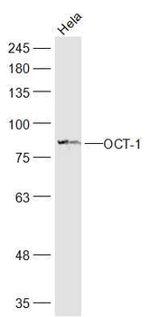 OCT-1 Mouse Monoclonal Antibody