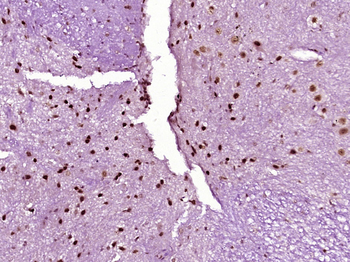 HP1 gamma Mouse Monoclonal Antibody